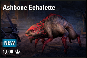 Ashbone Echalette