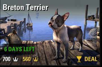 Breton Terrier