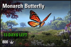Monarch Butterfly