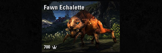Fawn Echalette